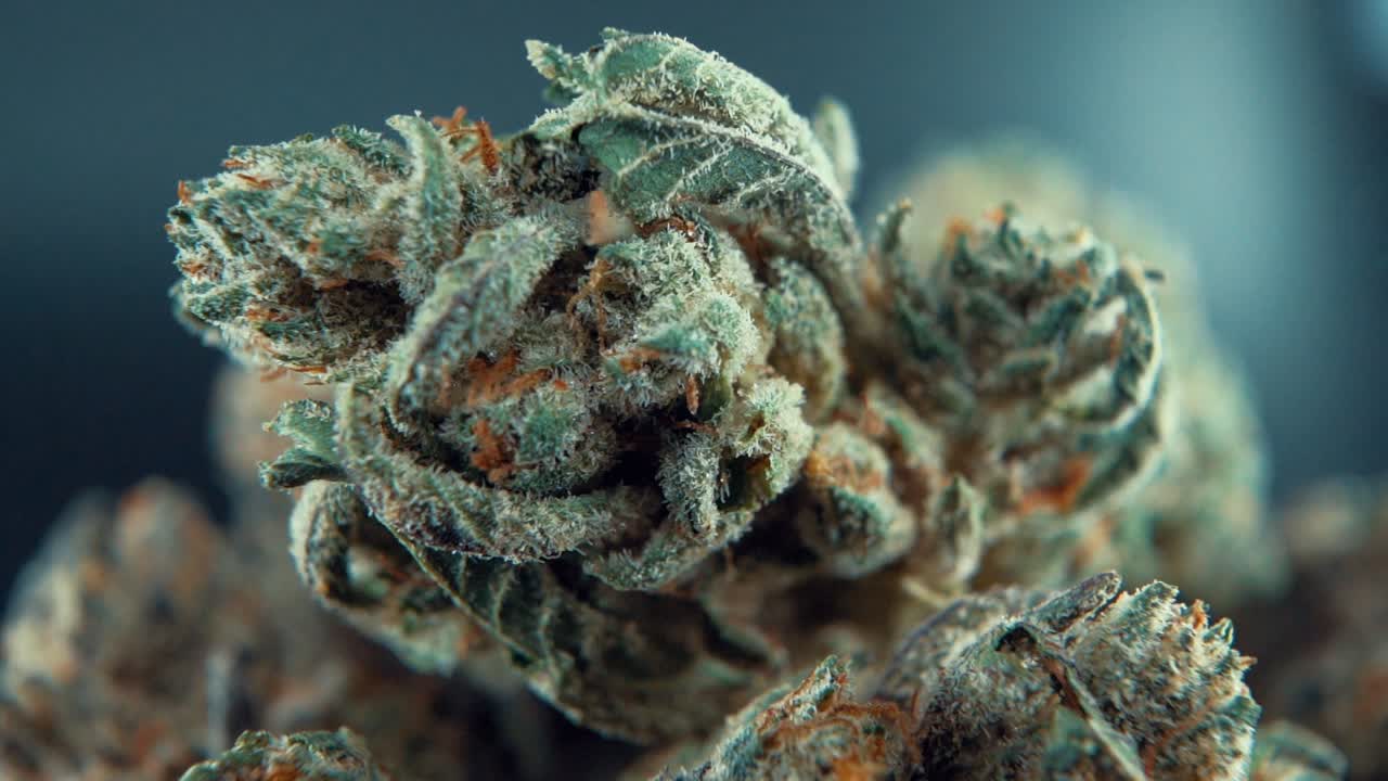 A macro close up cinematic shot of a cannabis plant, marijuana flower, hybrid strains, Indica and sativa, on a 360 rotating stand in a shiny bowl, 120 fps slow motion Full HD, studio lighting
