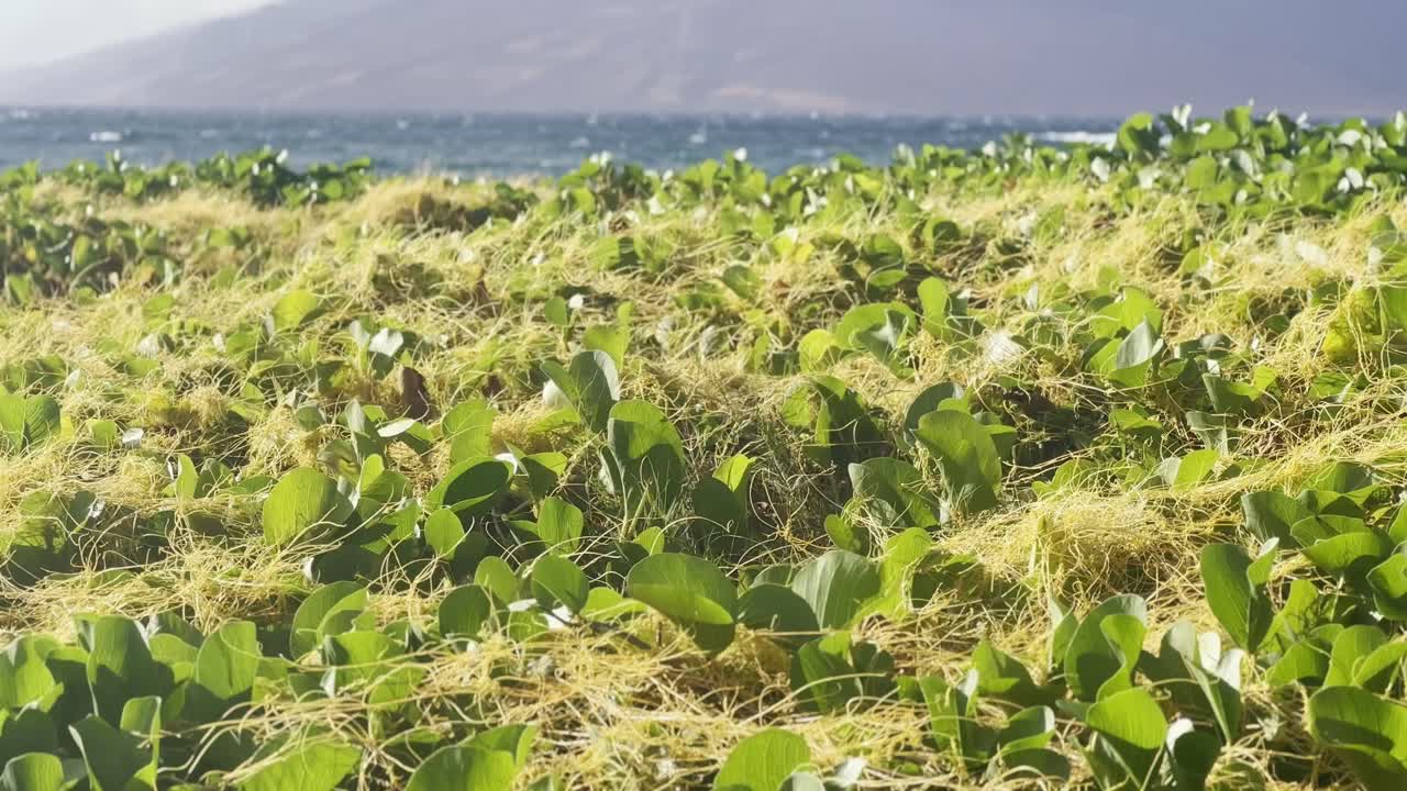 Cinematic booming up shot of beach plants to West Maui from Wailea Beach in Maui, Hawai'i
