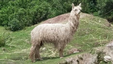 white lama eating hay in peru