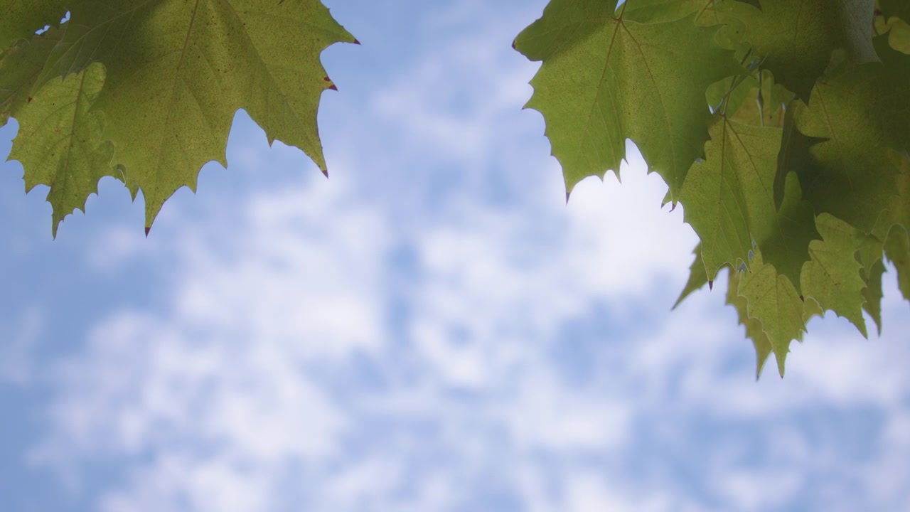 Maple leaves under blue sky