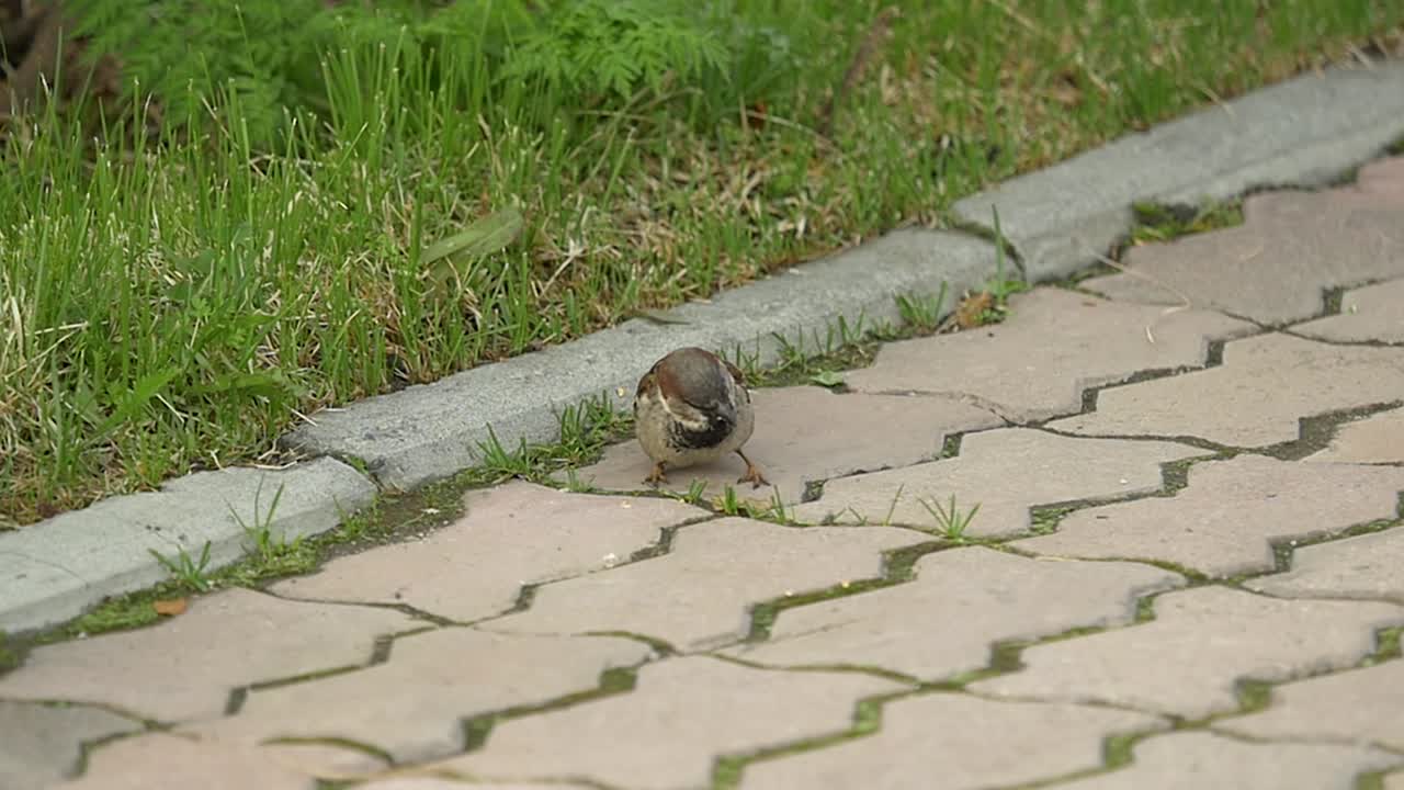 도시 산책로 에 있는 새끼 새끼