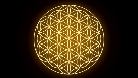 the flower of life forming sacred geometry symbol