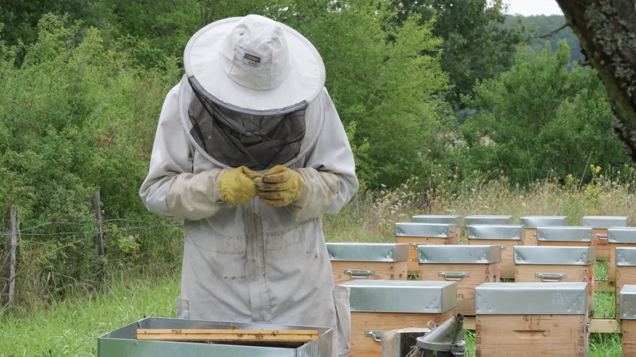 Beekeeper extracting craft fresh honey from a honeycomb with a finger and eat honey. old beekeper tests honey