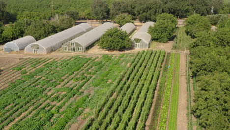 vibrant plantation of tomato plant with greenhouses and open field, aerial drone shot