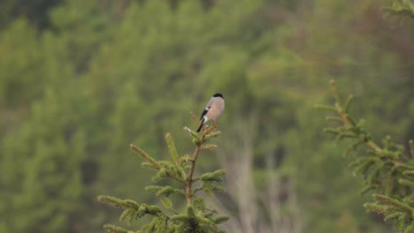 pájaro bullfinch común descansando en la copa de un árbol de coníferas