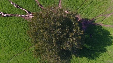 Las-Ovejas-Caminan-Del-árbol-De-La-Vida