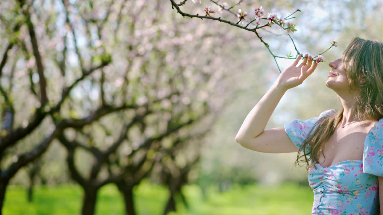 Brunette woman in a blue dress smelling a flower in a field of blooming almond trees