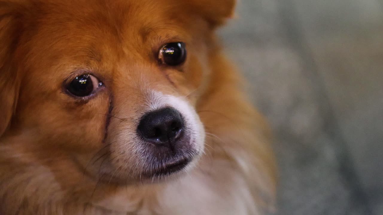 un perro adormecido descansando pacíficamente en vietnam