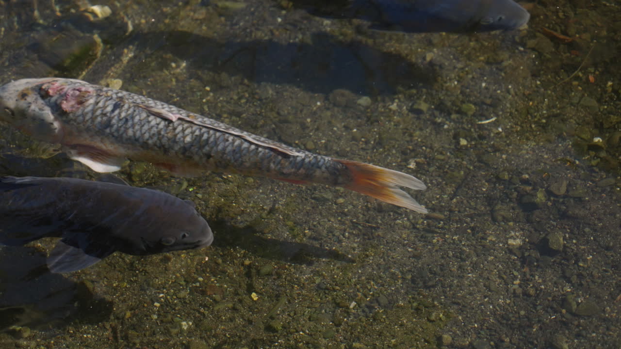 рыба кои плавает на мелководье в кристально чистой воде - национальная рыба японии
