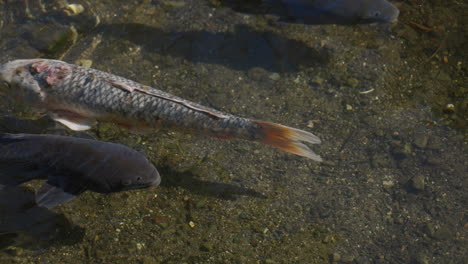 Koi-Fish-Swim-At-Shallow-Crystal-Clear-Water---National-Fish-Of-Japan