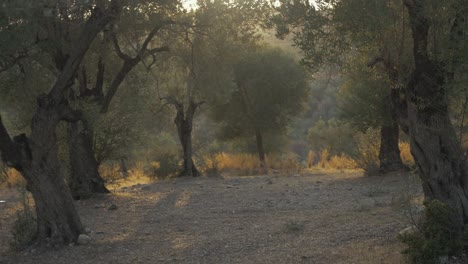 Greek-countryside-olive-trees-golden-hour