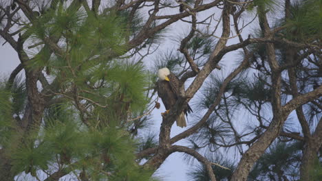 bald eagle pruning in pine tree