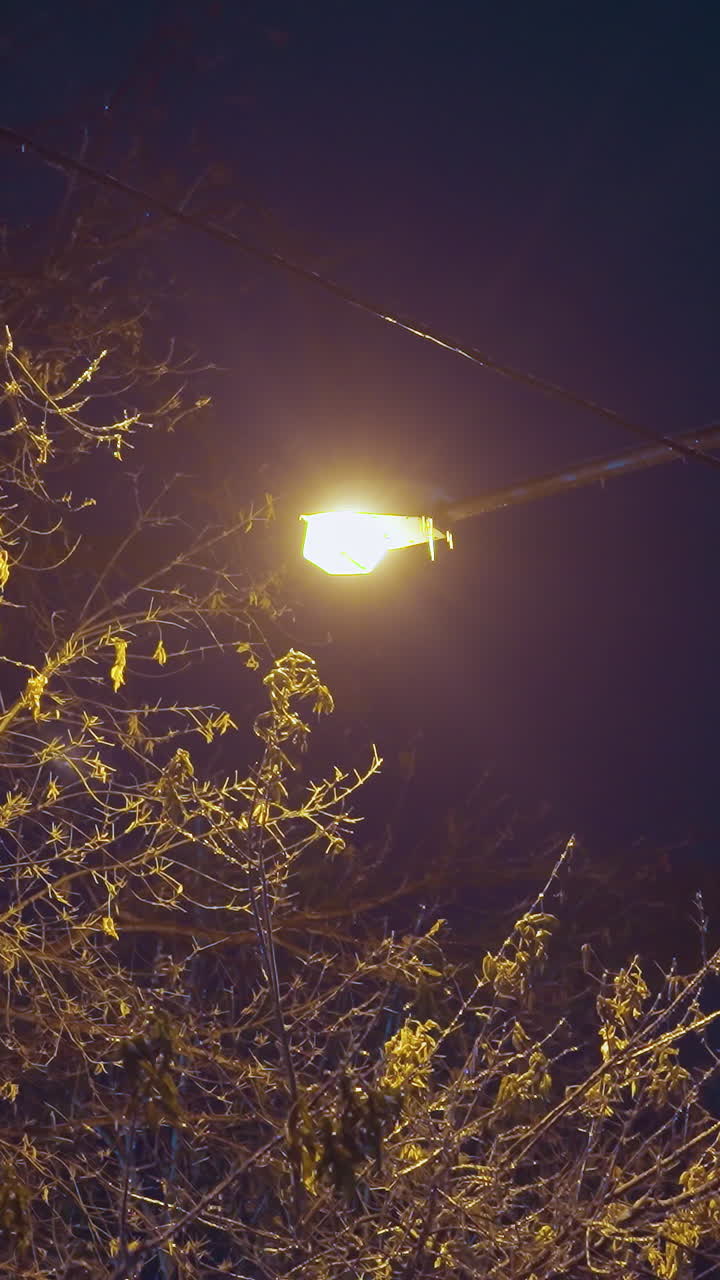 부드러운 황금색 거리 조명 빛 아래 벌거벗은 나무 가지, 어두운 배경으로 평화롭고 겨울의 장면을 강조, 가을 잎은 여전히 가지에 붙어