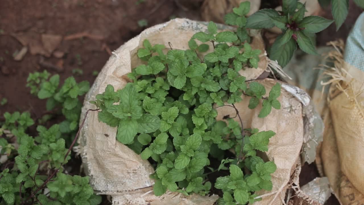 planta de menta en una bolsa marrón sobre fondo natural