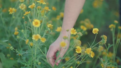 picking flowers in a flower field