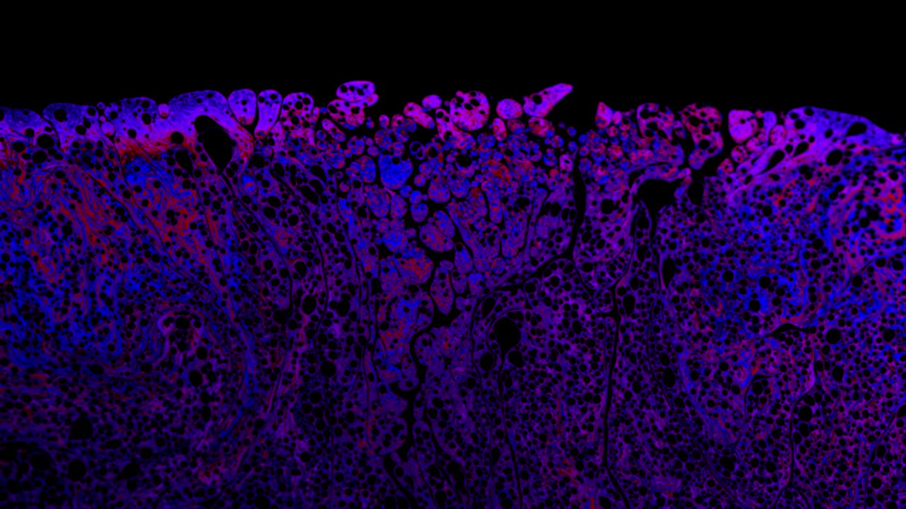 disparo macro abstracto de líquido púrpura que fluye contra un fondo negro