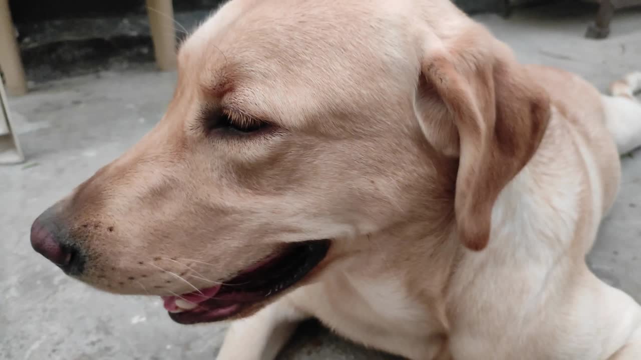 el rostro de un perro labrador saludable y lindo en primer plano