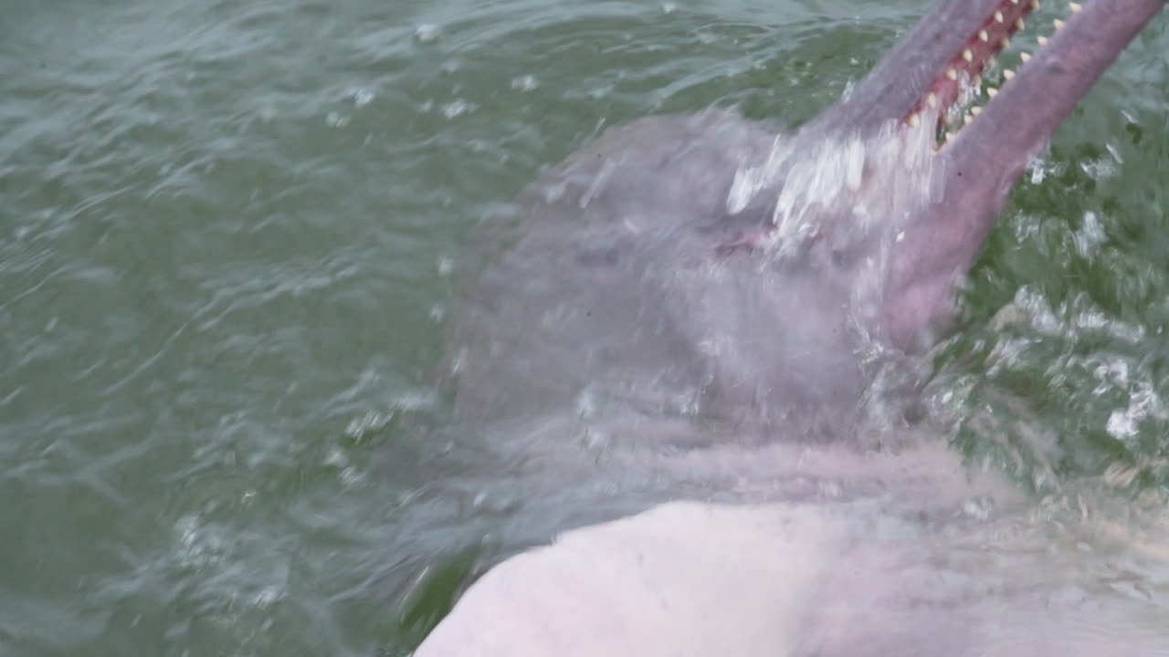 강 돌고래의 근접 촬영