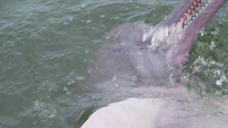 Closeup-of-river-dolphin