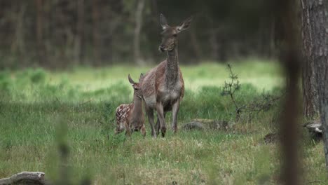 Weibliches-Rotwild-Mit-Niedlichem-Rehkitz,-Das-Im-Slomo-In-Der-Waldlichtung,-Der-Veluwe,-Spaziert