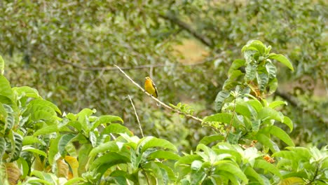 Pájaro-Posado-En-Una-Rama-En-Medio-De-La-Maleza-De-Un-Bosque-En-Panamá