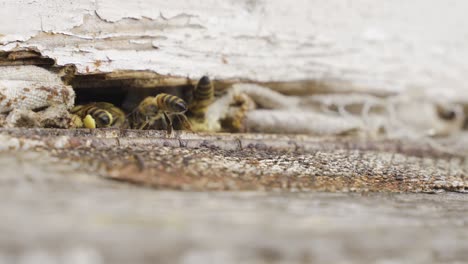 Bienenstock.