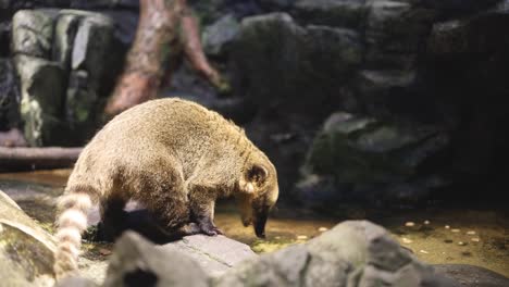 a coati moves around, sniffing and searching