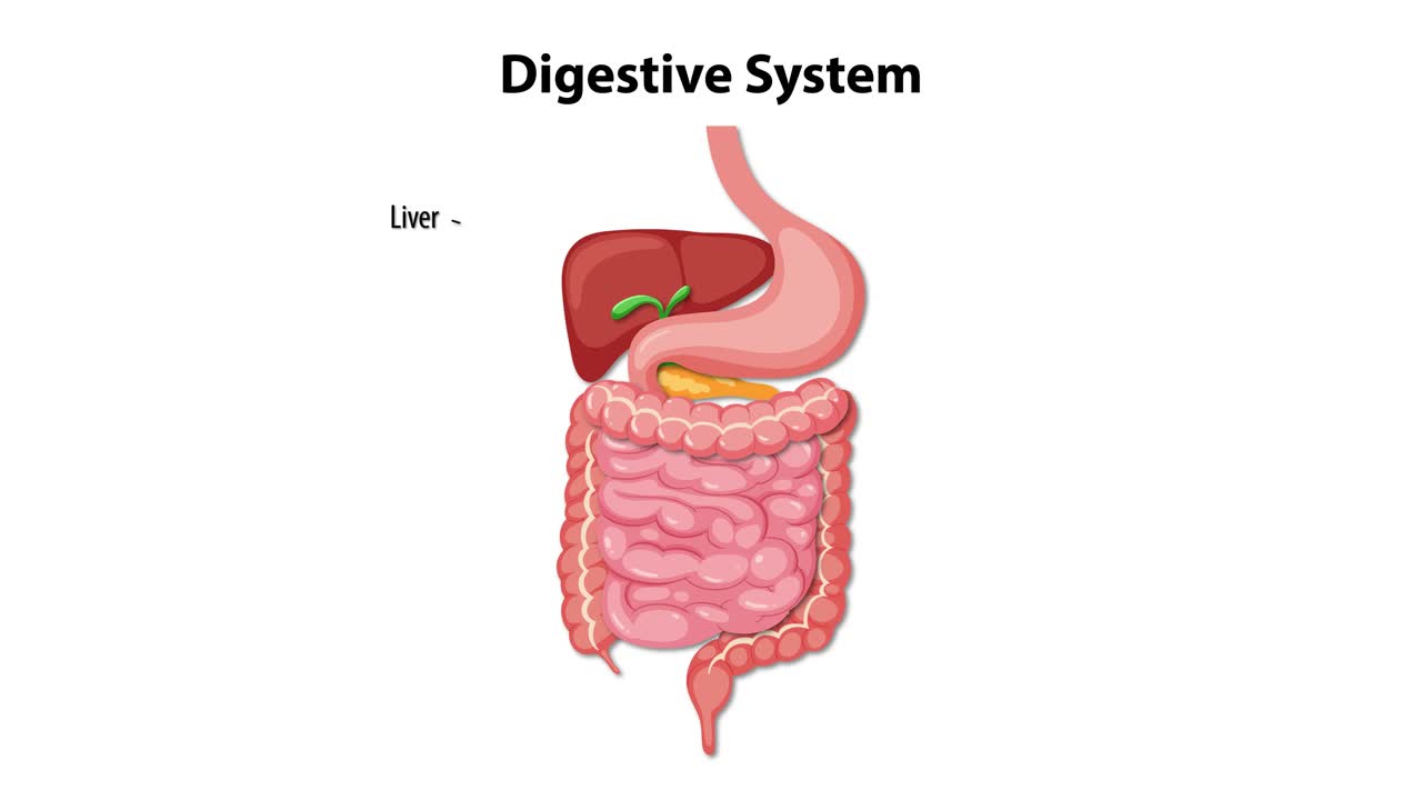 Detailed labeling of the human digestive system