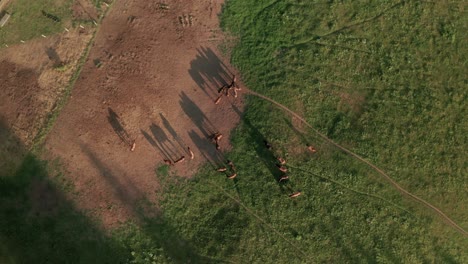 Aerial-establishing-overhead-shot-of-horses-grazing-on-a-meadow-in-Sihla,-Slovakia