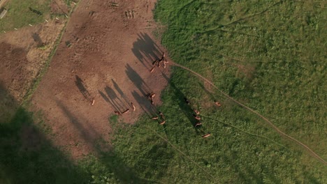 toma aérea de establecimiento de caballos pastando en un prado en sihla, eslovaquia