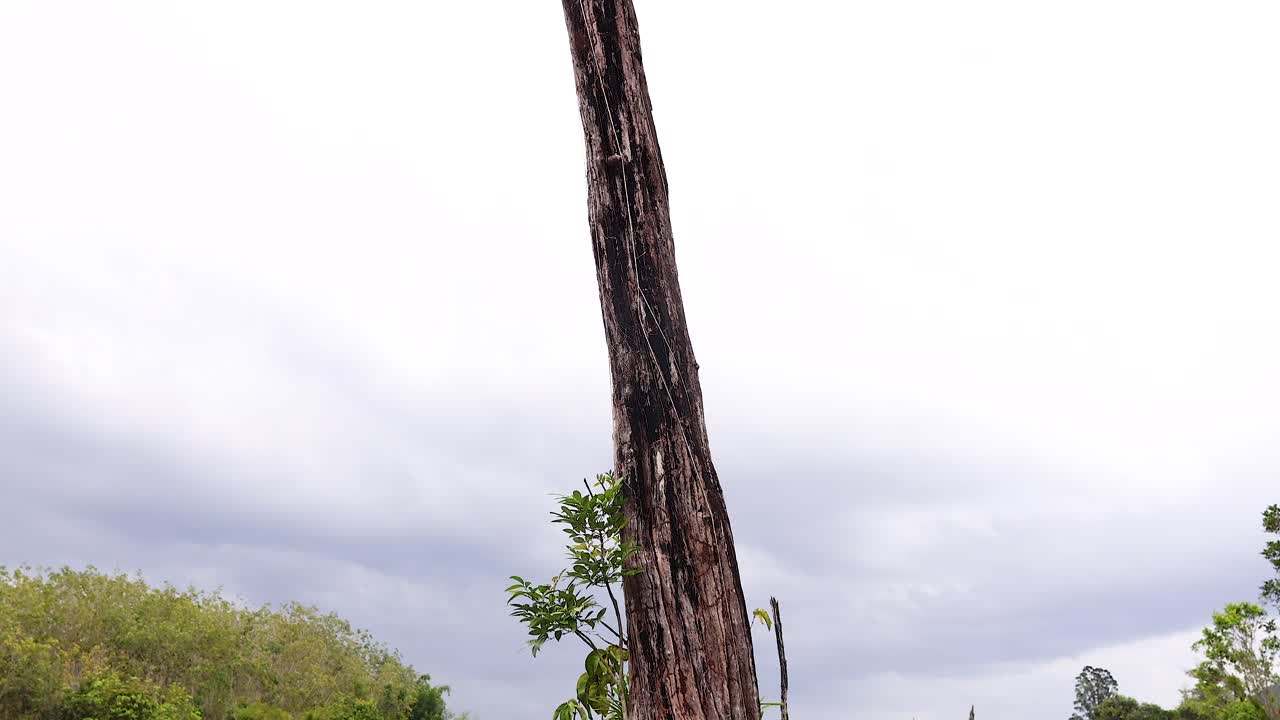 카야크 타는 사람 들 이 크라비 의 조용 한 운하 를 항해 하고 있다