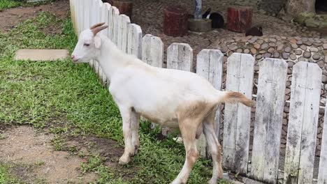 white goat near a wooden fence