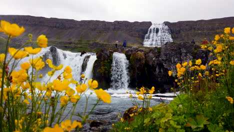 spectacular dynjandi waterfall in west fjords of iceland upper - lower falls wide static with yellow flowers in foreground, 4k prorezhq