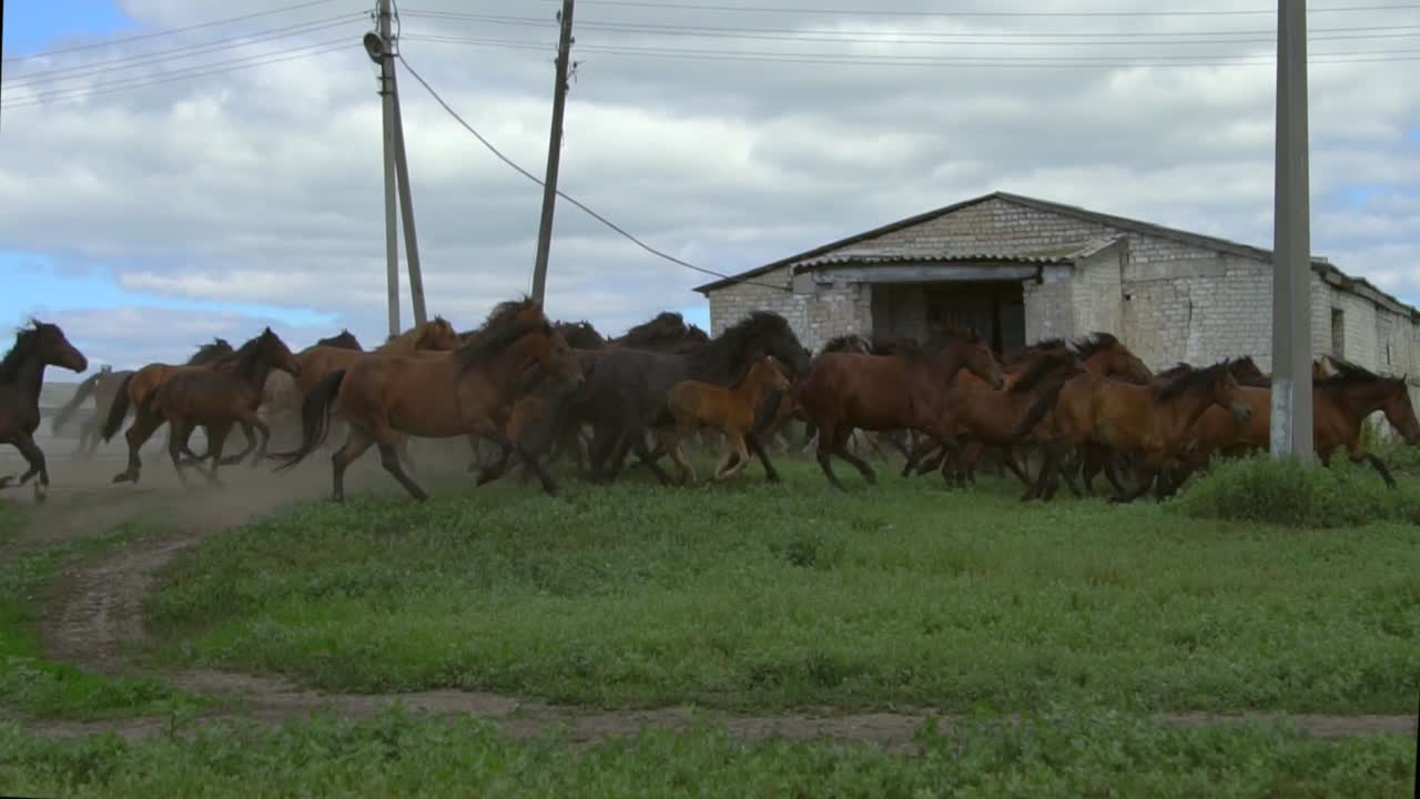 caballos corriendo en un campo