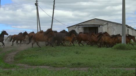 caballos corriendo en un campo
