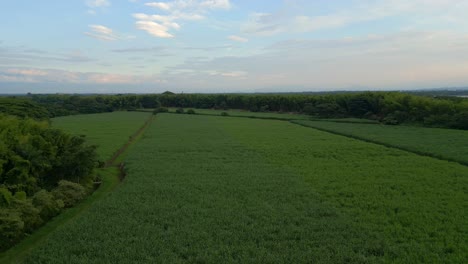 Antena-De-Campo-Verde-De-Caña-De-Azúcar-Con-Plantas-Creciendo.