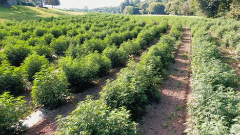 Drone-Volador-Lento-Disparó-Sobre-Plantas-De-Marihuana,-Maleza-Creciendo-En-Largas-Filas-En-El-Campo-De-Pensilvania