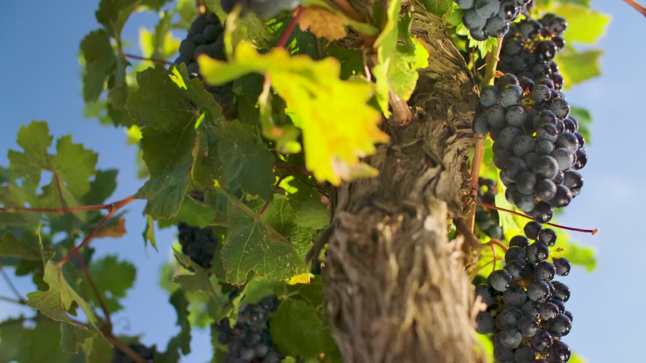 primer plano de uvas colgando de las vides en el viñedo - inclinar hacia arriba
