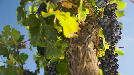 close up of grapes hanging on the vines in the vineyard - tilt up