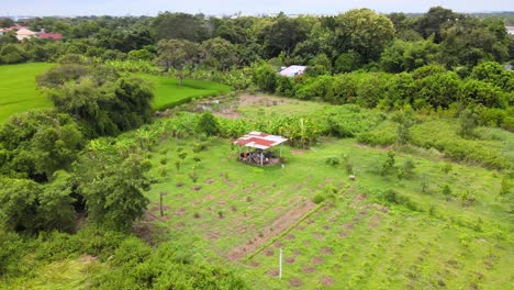 AERIAL:-Farm-shack-in-the-middle-of-a-rice-field-in-Thailand