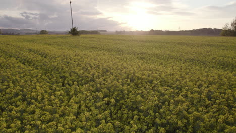 Seitlicher-Überflug-Der-Grünen-Wiese-Bei-Sonnenuntergang