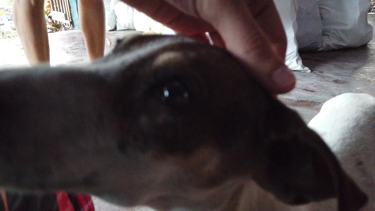 개는 재활용할 플라스틱 및 유리병의 무게를 재는 사람들과 놀아요