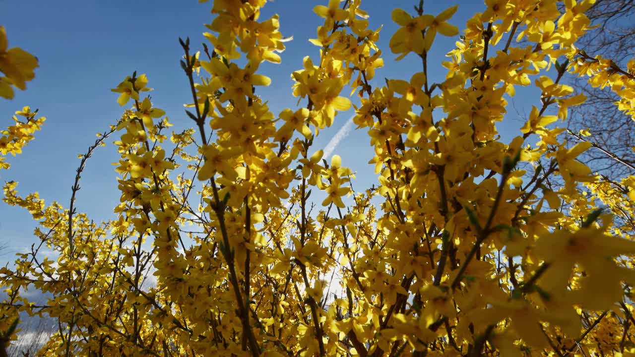 Flores de Forsítia Amarelas Brilhantes Sob um Céu Azul