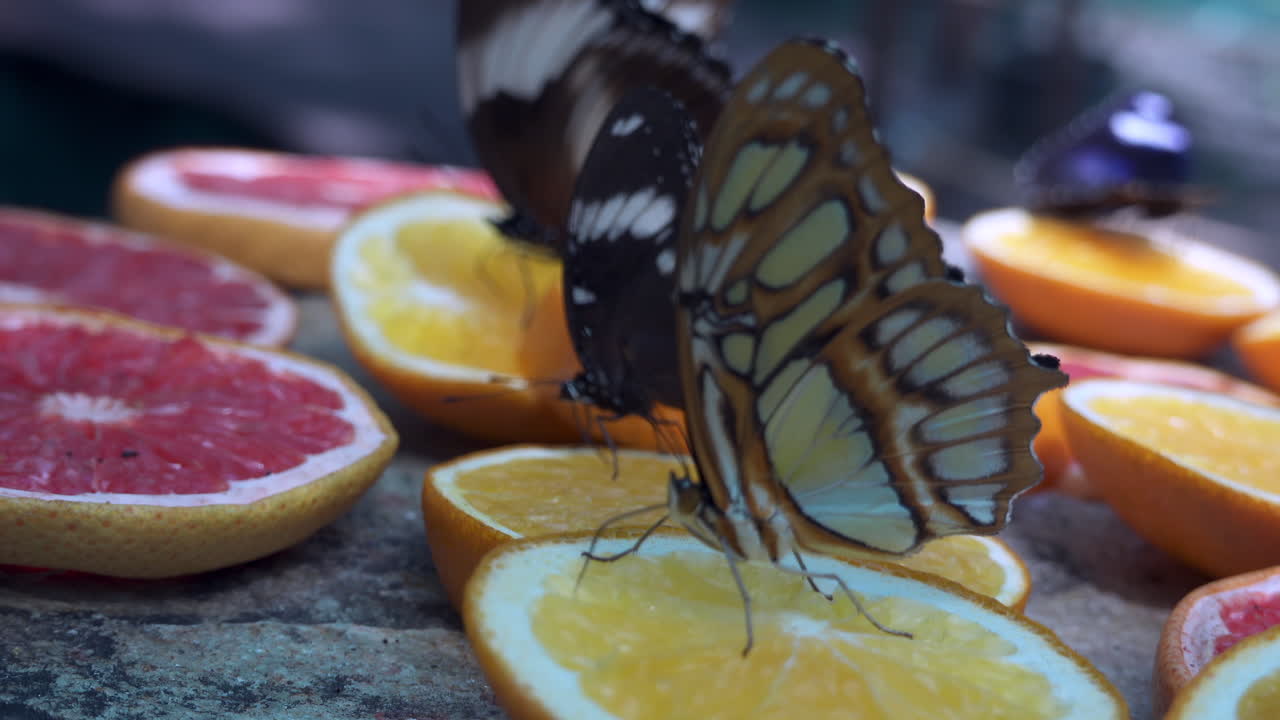 Malachite butterfly eating nectar from slices of oranges and grapefruits