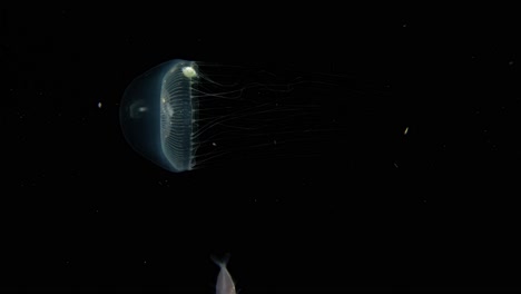 jellyfish (aequorea sp.) with juvenile (larval) jacks hiding within it, in the blackwater.