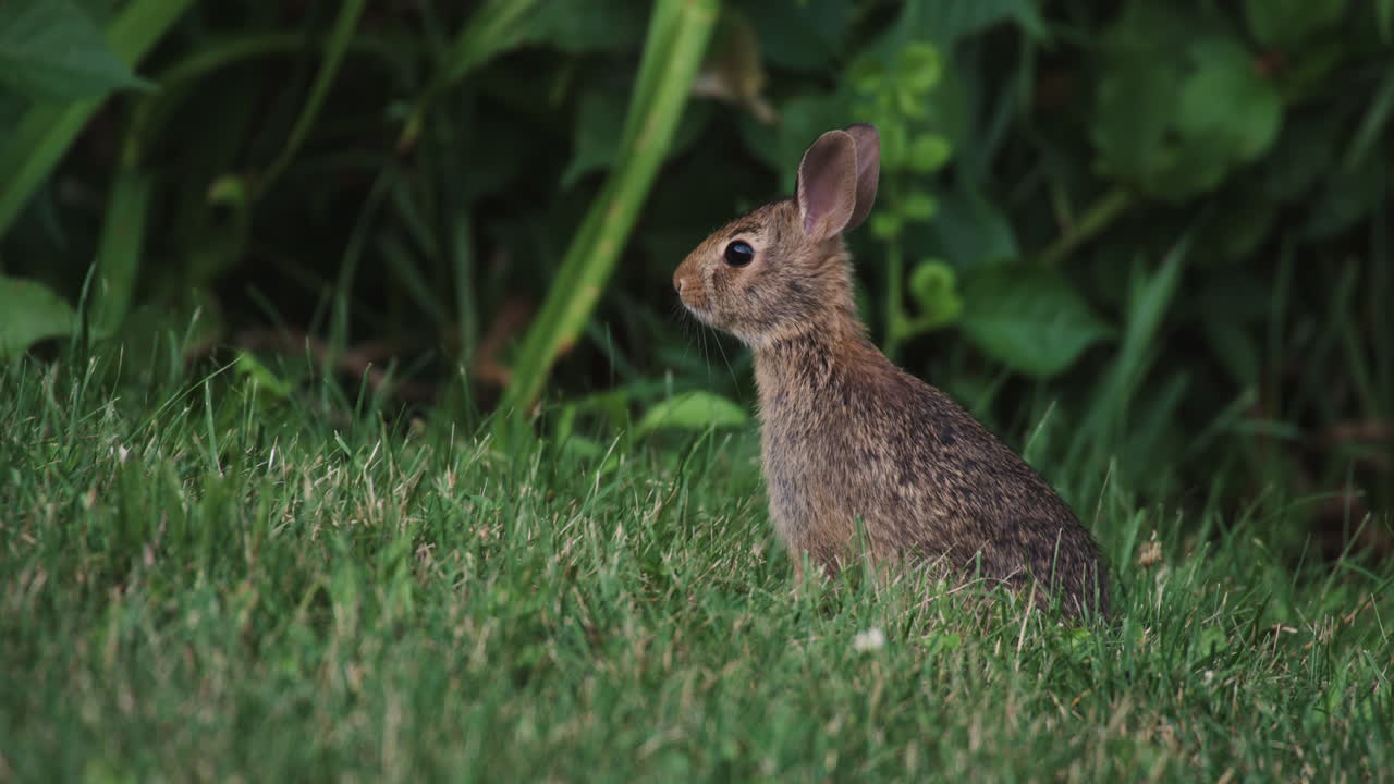 joven conejo de cola de algodón oriental come hierba en un césped