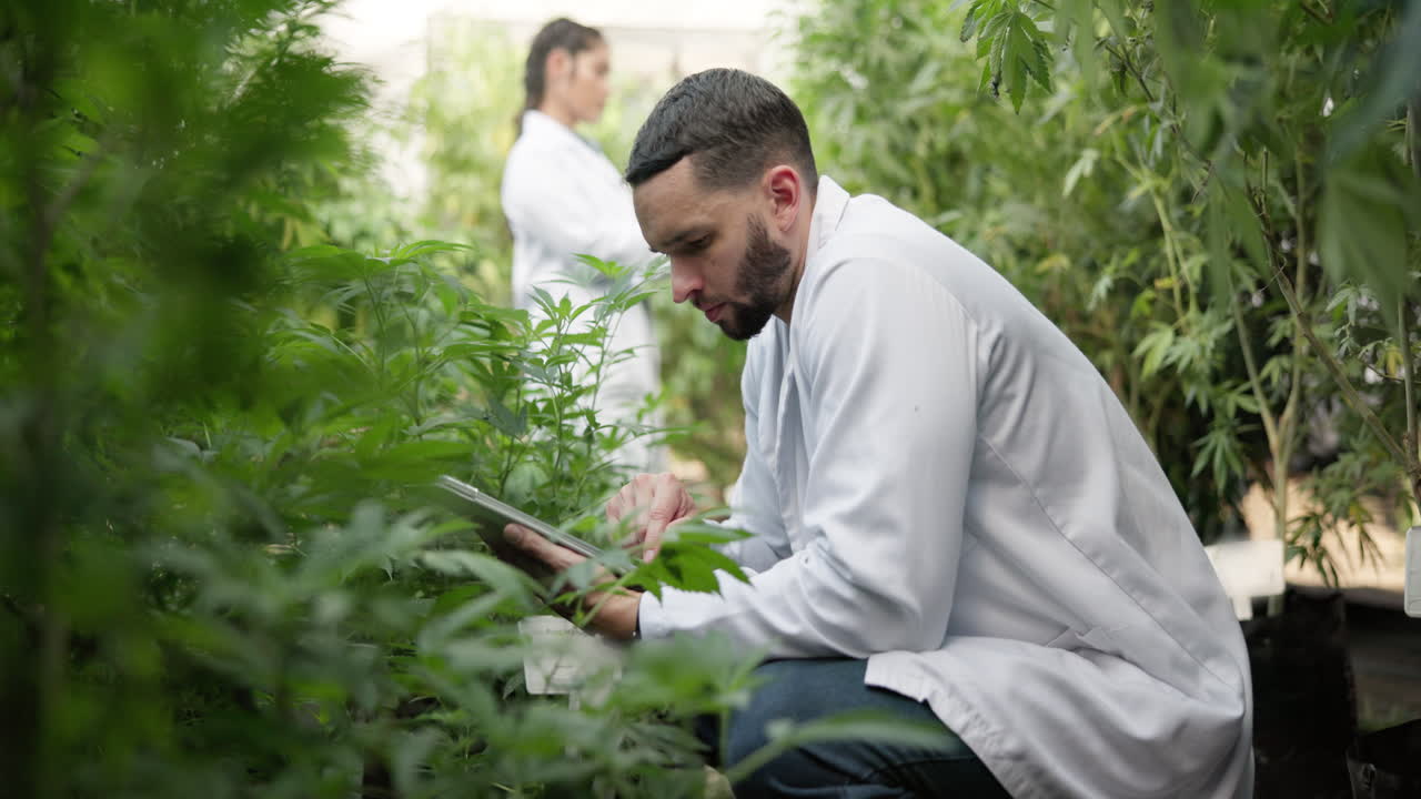 Stressed cannabis scientist in greenhouse