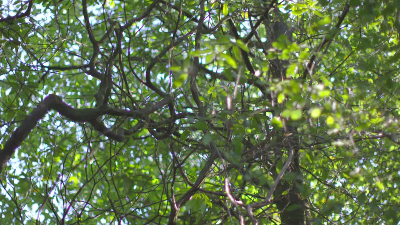 카메라가 숲 속의 나무들을 바라보고 있습니다.