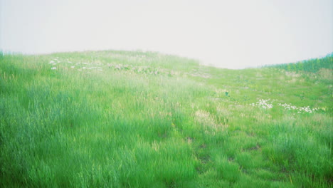 lush green hill landscape with soft light illuminating the grass