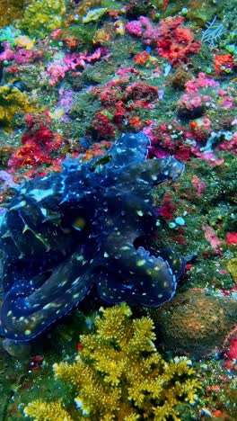 close up on octopus moving slowly over vibrant seabed towards coral crevice